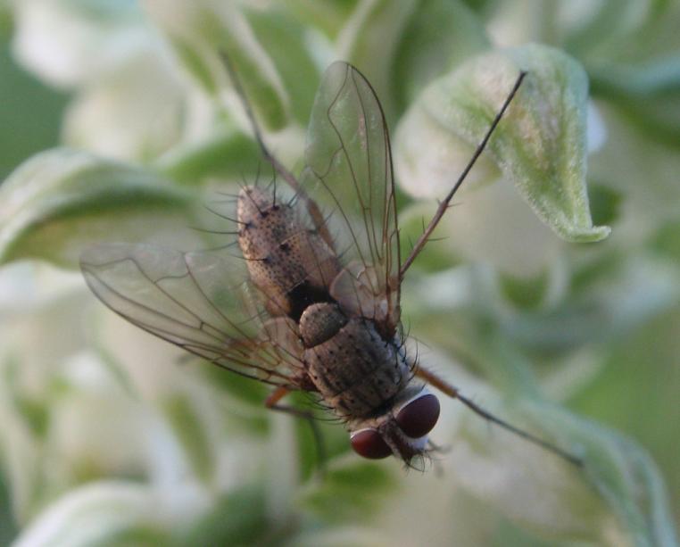 Mosca su orchidea spontanea Prosena siberita (Tachinidae)